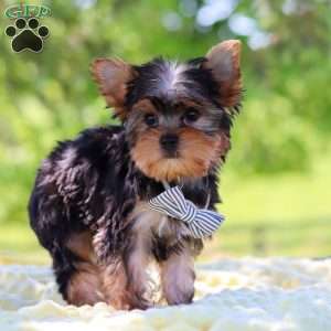 Bolt, Yorkie Puppy